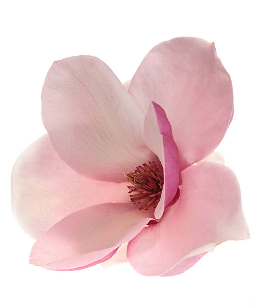 istock Beautiful magnolia  isolated on white 182161717