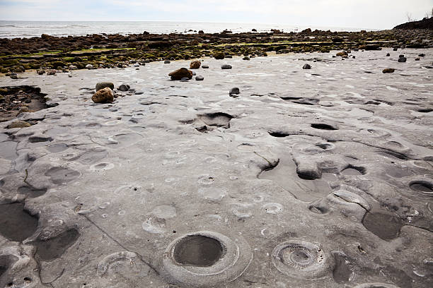Ammonite fossils everywhere, in the bedrock on Lyme Regis' Monmouth Beach to the west of town. Lyme Regis is on England's Jurassic Coast, famous for ammonite and other marine fossils.  This particular layer of bedrock from the Jurassic period contains thousands of dinner-plate and larger sized ammonite fossils for all to enjoy; no collecting permitted.