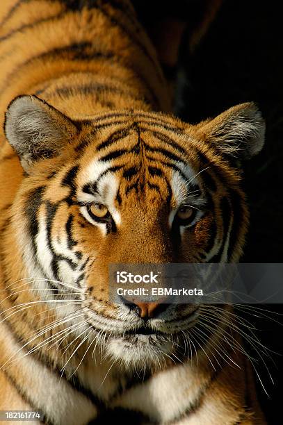 Retrato De Gato Foto de stock y más banco de imágenes de Clima tropical - Clima tropical, Tigre, Animal