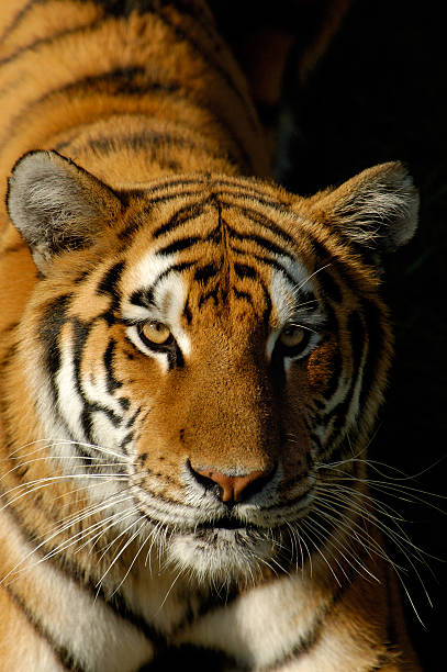 retrato do tigre - tiger zoo animal awe - fotografias e filmes do acervo