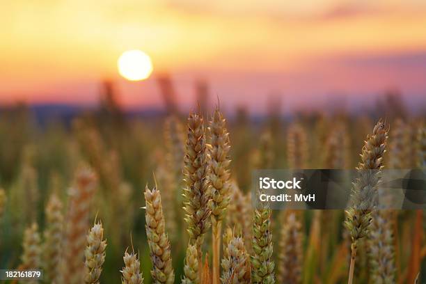 Weizen Feld Bei Sonnenaufgang Stockfoto und mehr Bilder von Ernten - Ernten, Zeit, Nutzpflanze