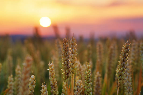 wheat field at sunrise stock photo