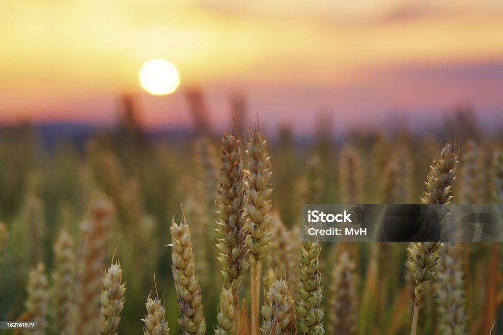 Пшеничное поле на восходе солнца - Стоковые фото Время роялти-фри