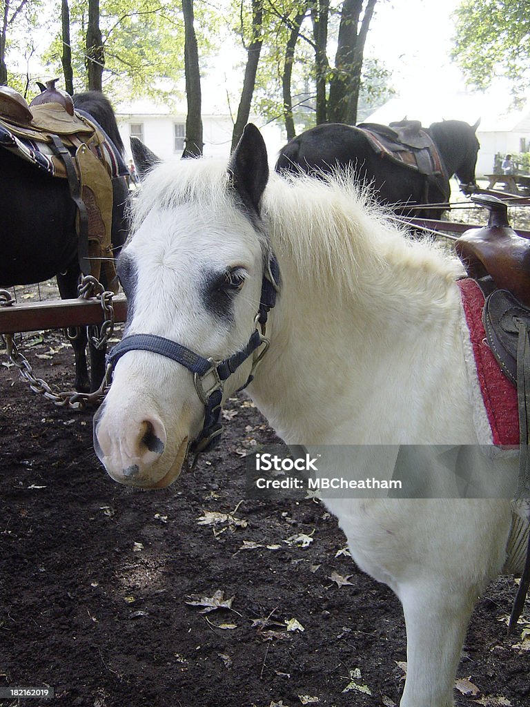 Pony bianco - Foto stock royalty-free di Animale