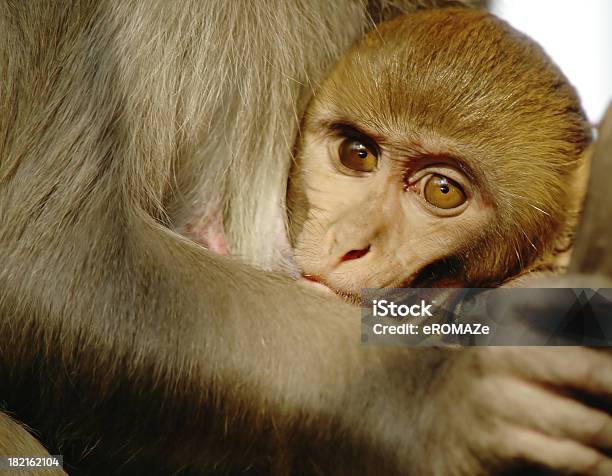 Dziecko Małpa - zdjęcia stockowe i więcej obrazów Dzikie zwierzęta - Dzikie zwierzęta, Emocja, Fotografika