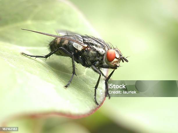 Foto de Detalhe Do Voo 2 e mais fotos de stock de Agarrar - Agarrar, Animal, Artrópode