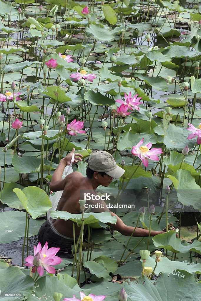 Rassemblement Lotuses - Photo de Lotus - Nénuphar libre de droits