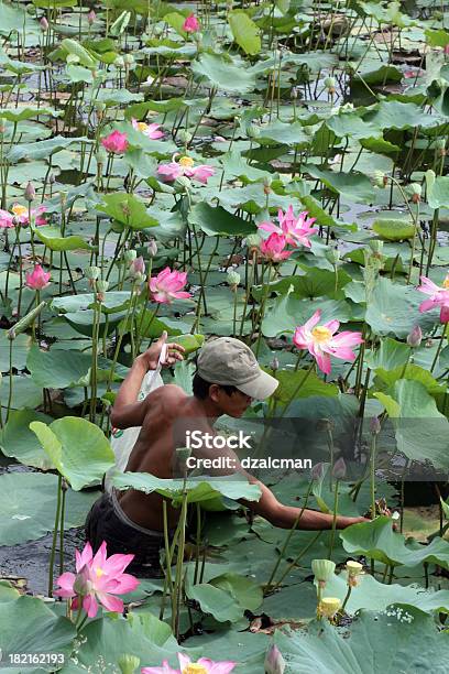 Photo libre de droit de Rassemblement Lotuses banque d'images et plus d'images libres de droit de Lotus - Nénuphar - Lotus - Nénuphar, Vietnam, Adulte