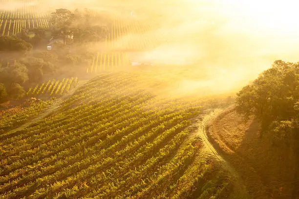 "Aerial view of sunrise and a misty morning over the beautiful valley of vineyards, Napa, California."