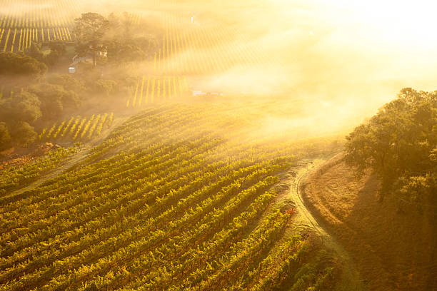 widok z lotu ptaka na pięknych winnic napa valley, kalifornia - northern california vineyard california napa valley zdjęcia i obrazy z banku zdjęć