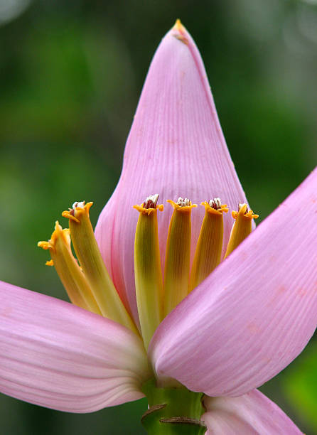 Young Banana Flower stock photo