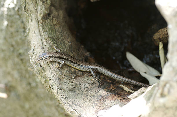 Lizard Home A lizard at home in his tree hollow stetner stock pictures, royalty-free photos & images