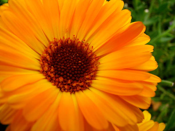 Soft Orange Flower Petals stock photo