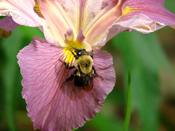 Miner Bee on Iris stock photo