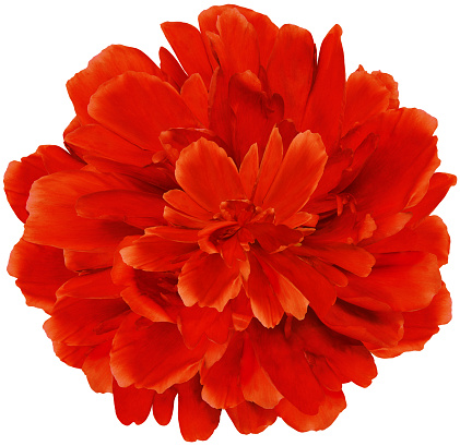 Red peony flower  on white isolated background with clipping path. Closeup. For design. Nature.