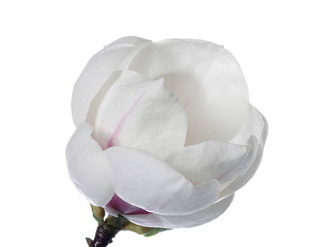 istock Beautiful magnolia  isolated on white 182162549