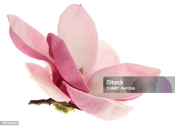 美しいmagnolia 白で分離 - 木蓮のストックフォトや画像を多数ご用意 - 木蓮, ピンク色, カットアウト