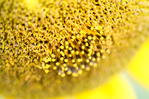 Close up sunflowers pollen natural outdoor background