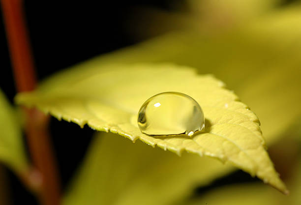 istock Fresh leaf and drop of water 182162780