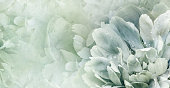 Floral   background.  Peony and petals flowers. Close-up.   Nature.