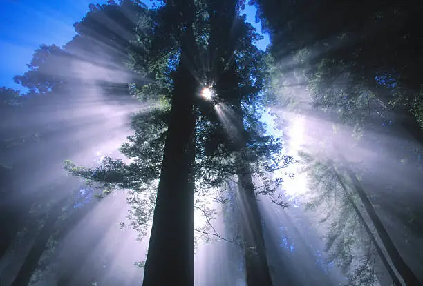 Sunray behind a redwood tree California