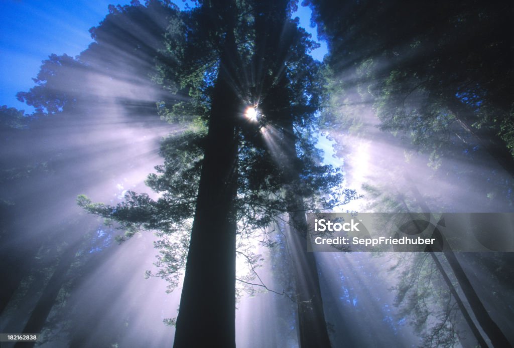 Sunray atrás de uma espécie de Sequóia Árvore Califórnia - Royalty-free Floresta de sequoias Foto de stock