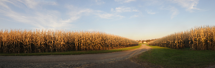 This is panoramic of a gravel road running through some corn fields on a farm.