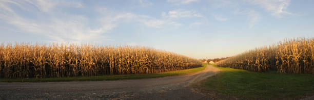 panorâmica do campo de milho - field corn crop scenics farm - fotografias e filmes do acervo
