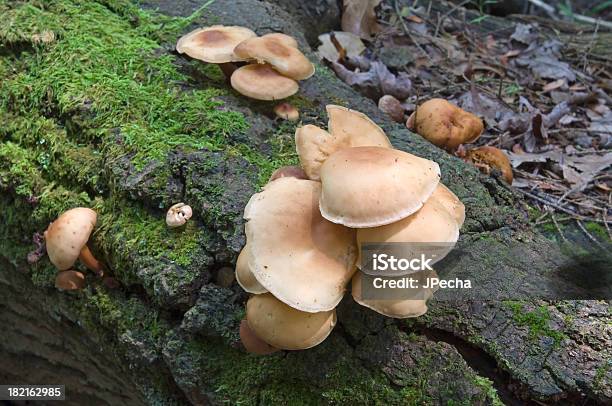 Woodland Grzyby - zdjęcia stockowe i więcej obrazów Bez ludzi - Bez ludzi, Botanika, Fotografika