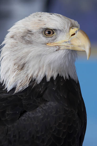 adulto bald eagle close-up retrato - north america bald eagle portrait vertical - fotografias e filmes do acervo