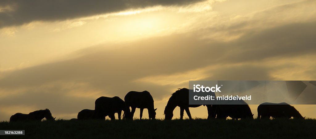 Caballos en puesta de sol - Foto de stock de Abstracto libre de derechos