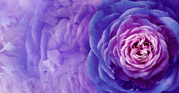 Floral purple   background.  Rose and petals flowers. Close-up.   Nature.