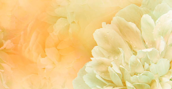 Floral yellow  background.  Peony  and petals flowers. Close-up.   Nature.