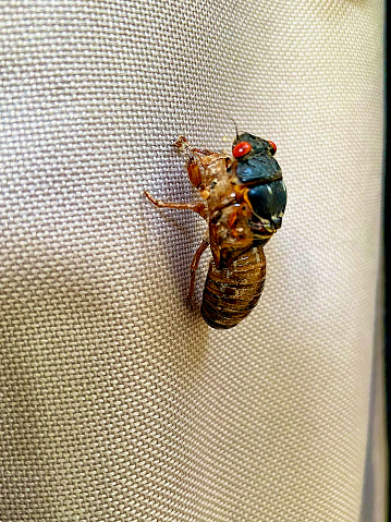 A cicada slowly emerges from its shell which is attached to a canvas cover outside.