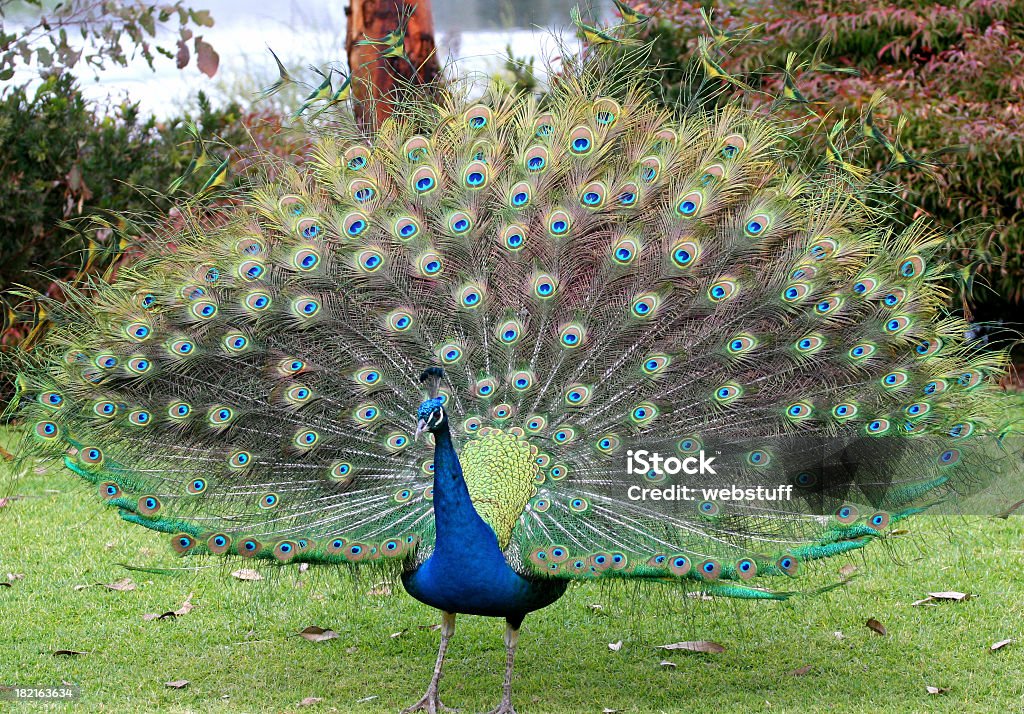 Peacock muestra visualización completa - Foto de stock de Pavo real libre de derechos