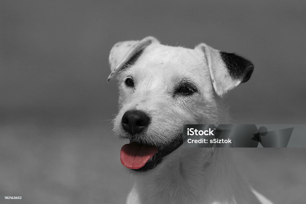 Parson Russel Terrier - Lizenzfrei Anstrengung Stock-Foto