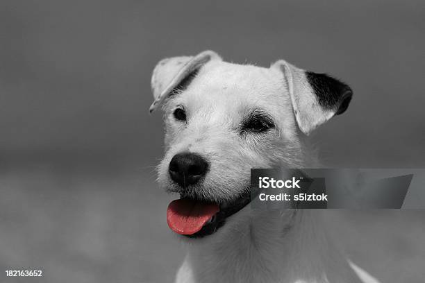 Parson Russel Terrier Stockfoto und mehr Bilder von Anstrengung - Anstrengung, Aufführung, Ausstellung