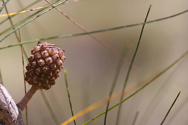 Seed Cone Seed cone with bokeh stetner stock pictures, royalty-free photos & images
