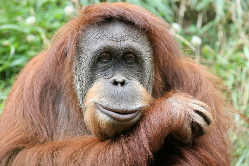 An orangutan poses for the camera.