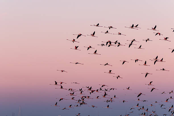 Flamingo flies at sunset stock photo