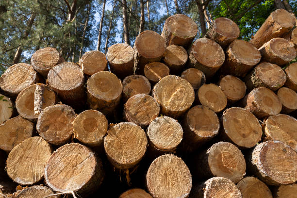 istock sawn and stacked pine logs in the forest during logging 1821643686