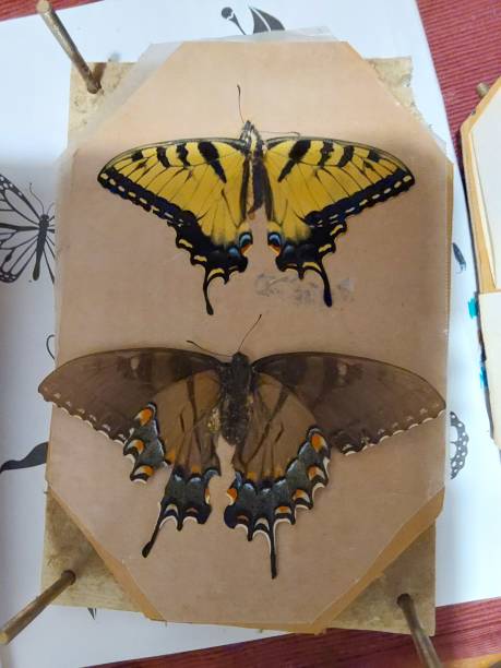 istock Swallowtail butterflies 1821643689