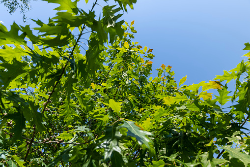 old oak with green foliage in summer, beautiful foliage on an oak tree in sunny weather