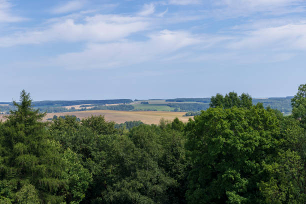 istock a large number of different deciduous trees in the summer 1821644246