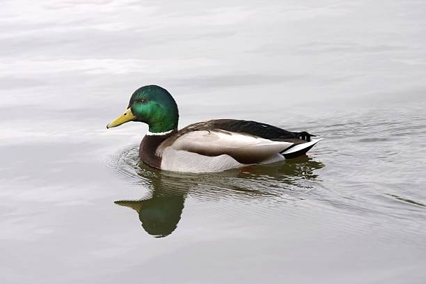 mallard duck stock photo