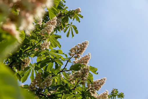 chestnut trees during spring flowering , chestnut flowers during flowering in spring park