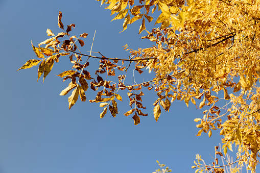 Maple in the autumn season,changes in maple during autumn leaf fall