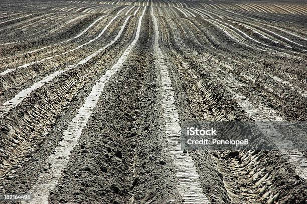 Cultivado Campo - Fotografias de stock e mais imagens de Agricultura - Agricultura, Ao Ar Livre, Campo agrícola