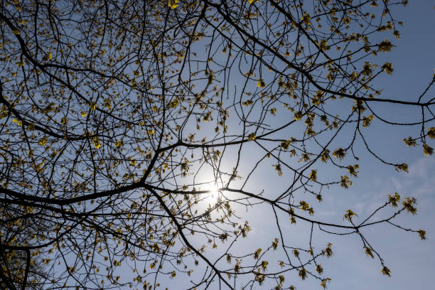 istock a flowering maple tree in the spring season, a spring park 1821645397