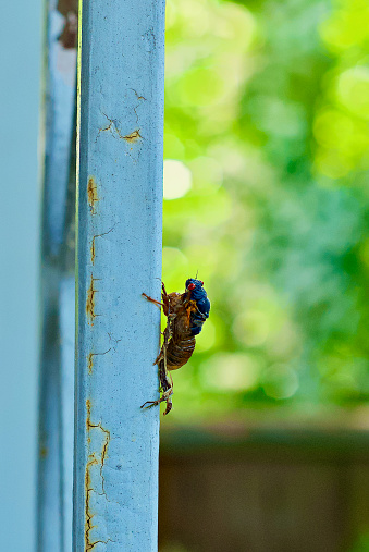 A cicada slowly emerges from its shell that is attached to a painted metal pole.